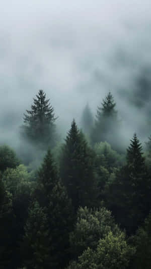 Misty Forest Landscape Wallpaper