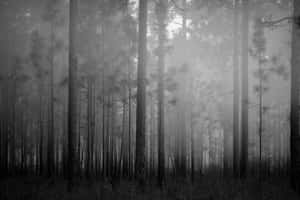 Misty Forest Monochrome.jpg Wallpaper