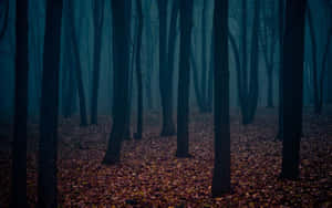 Misty Forest Mood.jpg Wallpaper