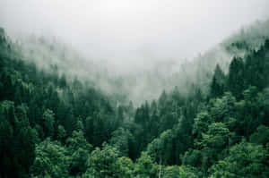 Misty_ Forest_ Mountain_ View.jpg Wallpaper