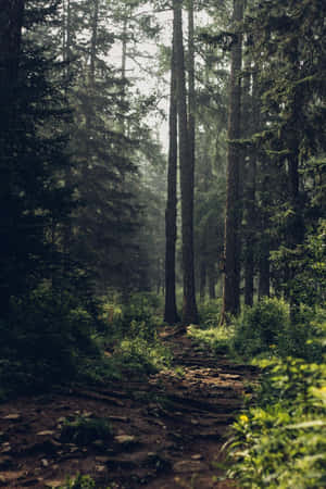 Misty Forest Path.jpg Wallpaper