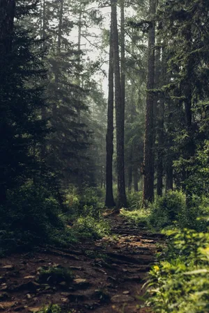 Misty Forest Path.jpg Wallpaper