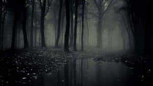 Misty Forest Path Monochrome Wallpaper