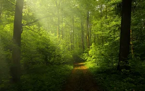Misty Forest Path Sunbeam.jpg Wallpaper