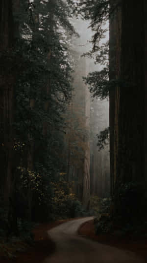 Misty Forest Pathway.jpg Wallpaper