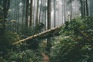 Misty Forest Pathwith Fallen Tree.jpg Wallpaper