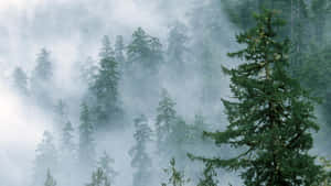 Misty_ Forest_ Serenity.jpg Wallpaper