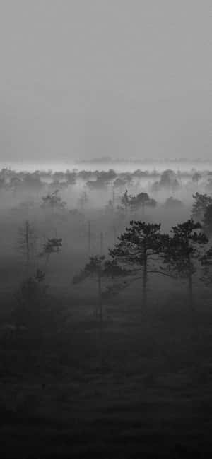 Misty Forest Silhouettes Wallpaper