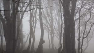 Misty Forest Silhouettes.jpg Wallpaper