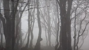 Misty Forest Silhouettes.jpg Wallpaper