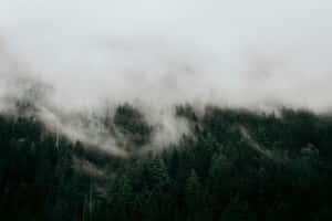 Misty_ Forest_ Slope_ Moody_ Aesthetic.jpg Wallpaper