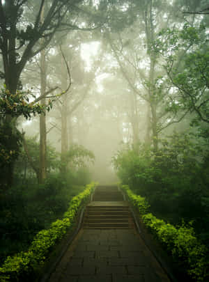 Misty Forest Stairway Wallpaper