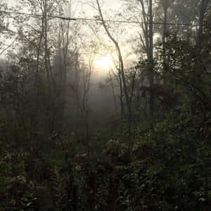Misty Forest Sunrise Wallpaper