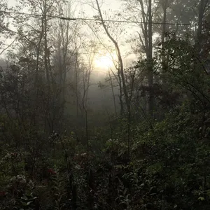 Misty Forest Sunrise Wallpaper