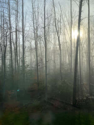 Misty Forest Sunrise.jpg Wallpaper