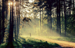 Misty Forest Sunrise Wallpaper