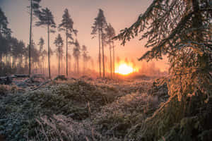 Misty Forest Sunrise4 K Wallpaper