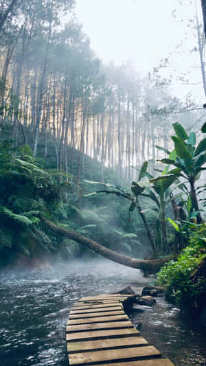 Misty Forest Wooden Pathway.jpg Wallpaper