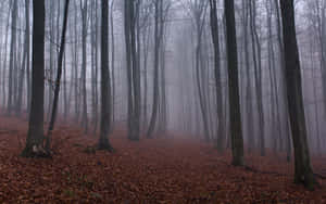 Misty Forest Woodland Scene Wallpaper