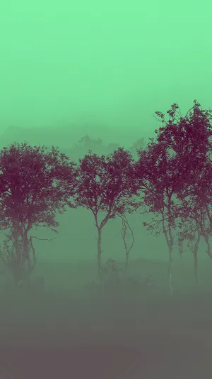 Misty Green Forest Aesthetic Wallpaper