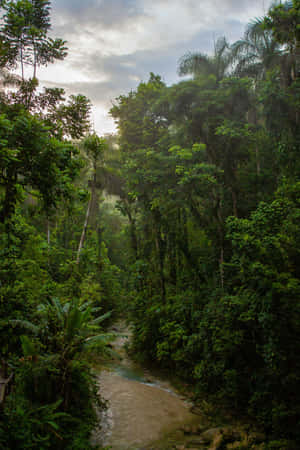 Misty_ Jungle_ River_ Scene.jpg Wallpaper