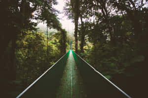 Misty Jungle Suspension Bridge Wallpaper