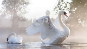 Misty_ Lake_ Swan_ Splendor.jpg Wallpaper