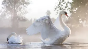 Misty_ Lake_ Swan_ Splendor.jpg Wallpaper
