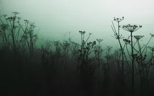 Misty Meadow Silhouettes Wallpaper