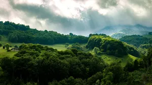 Misty_ Mountain_ Forest_ Sunbeams_4 K Wallpaper