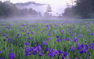 Misty Mountain Wild Iris Field Wallpaper