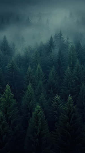 Misty_ Pine_ Forest_ Aerial_ View.jpg Wallpaper