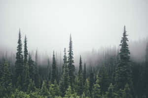 Misty Pine Forest Landscape.jpg Wallpaper