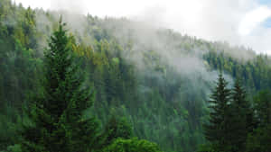 Misty_ Pine_ Forest_ Scene Wallpaper