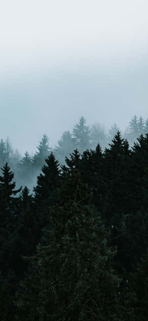 Misty_ Pine_ Forest_ Silhouette Wallpaper