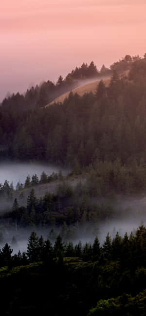 Misty Pine Forestat Dusk Wallpaper