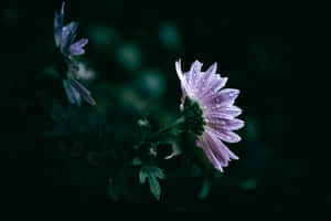 Misty Purple Flower Dark Background.jpg Wallpaper