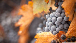 Misty Ripe Black Muscat Wine Grapes Wallpaper