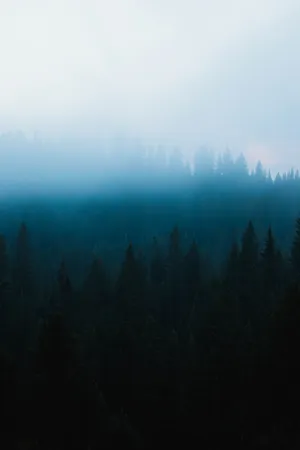 Misty Stroll Through Dark Forest Wallpaper