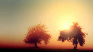 Misty Sunrise Trees.jpg Wallpaper