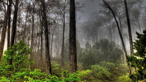 Misty Weather Forest View Wallpaper