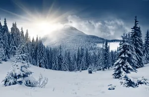 Misty Winter Forest Wallpaper