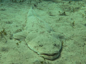 Modern Flathead Engine Parts And Components Wallpaper