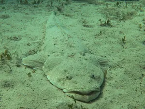 Modern Flathead Engine Parts And Components Wallpaper