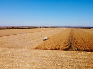 Moldova Agricultural Corn Field Wallpaper