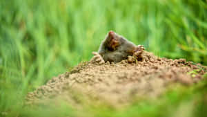 Mole Emerging From Burrow.jpg Wallpaper