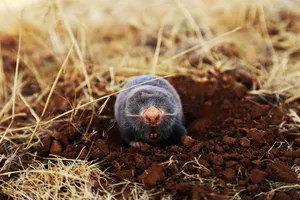 Mole Emerging From Burrow.jpg Wallpaper
