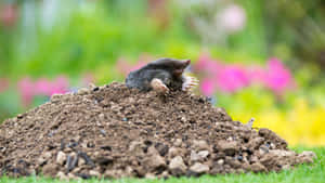 Mole Emerging From Burrow Wallpaper