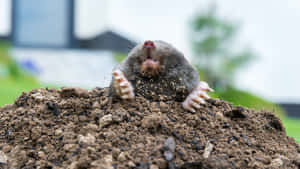 Mole Emerging From Ground.jpg Wallpaper