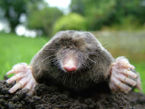 Mole Emerging From Ground.jpg Wallpaper